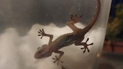 Tarentola mauritanica