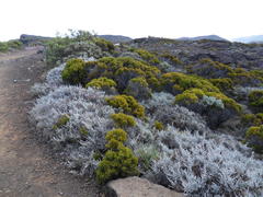 Seriphium passerinoides