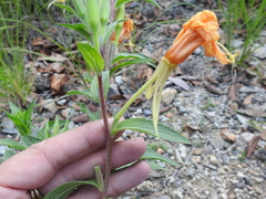 Oenothera elata hirsutissima
