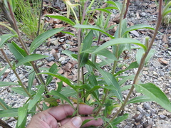 Oenothera elata hirsutissima