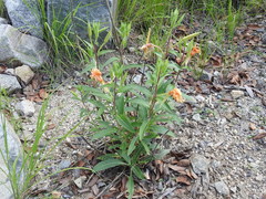 Oenothera elata hirsutissima