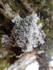 Phaeophyscia squarrosa