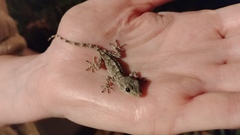 Tarentola mauritanica