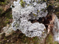 Phaeophyscia squarrosa