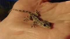 Tarentola mauritanica