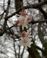Prunus