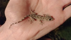 Tarentola mauritanica
