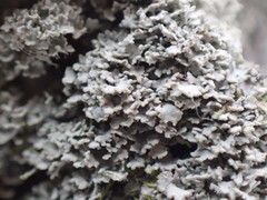 Phaeophyscia squarrosa