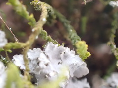 Phaeophyscia squarrosa