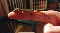 Tarentola mauritanica