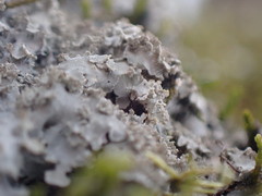 Phaeophyscia squarrosa