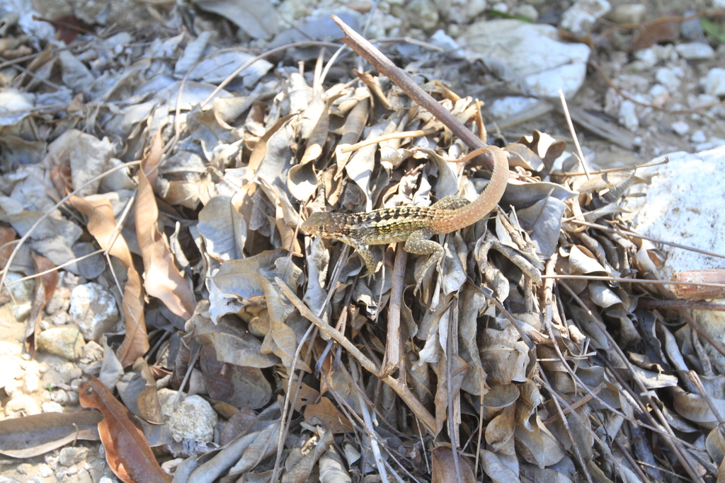 Tiburon Curlytail