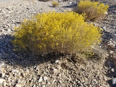Gutierrezia microcephala