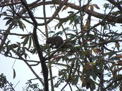 Callosciurus erythraeus