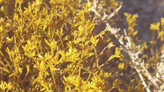 Gutierrezia microcephala