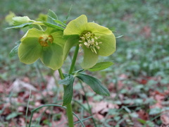 Helleborus cyclophyllus