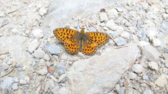 Boloria euphrosyne