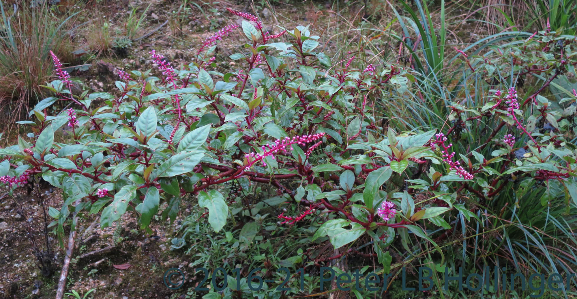 Phytolacca rivinoides image