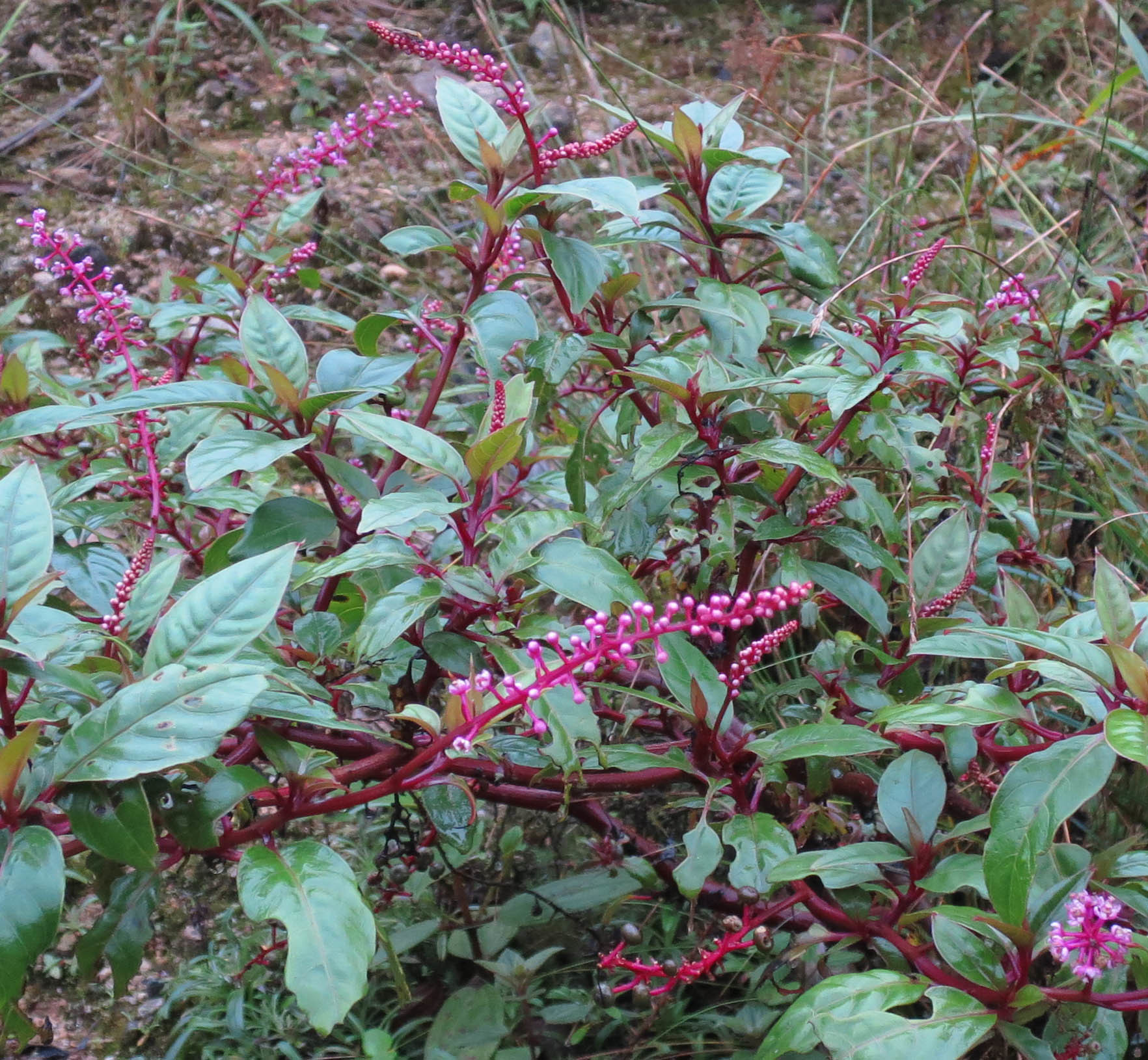 Phytolacca rivinoides image