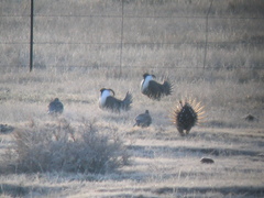 Centrocercus minimus