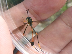 Systropus arizonicus