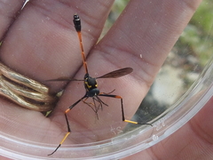 Systropus arizonicus