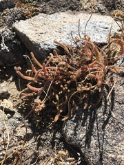 Ivesia lycopodioides scandularis