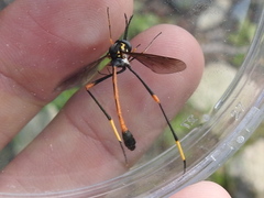 Systropus arizonicus