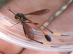 Systropus arizonicus