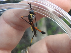 Systropus arizonicus