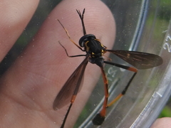 Systropus arizonicus