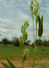 Zornia glochidiata