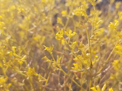 Gutierrezia microcephala