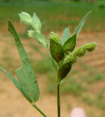 Zornia glochidiata