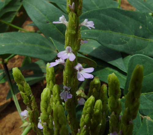 cowpea witchweed