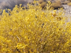 Gutierrezia microcephala