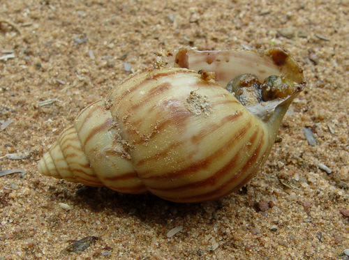 Limicolaria kambeul