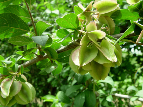 Combretum aculeatum