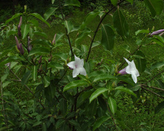 Cryptostegia grandiflora