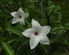 Cryptostegia grandiflora