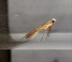 Macarostola polyplaca