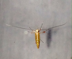 Macarostola polyplaca