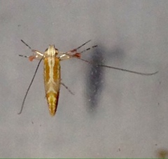 Macarostola polyplaca