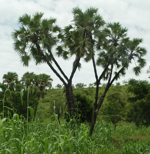 doum palm