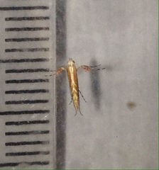 Macarostola polyplaca