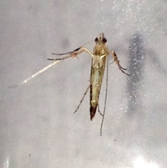 Macarostola polyplaca