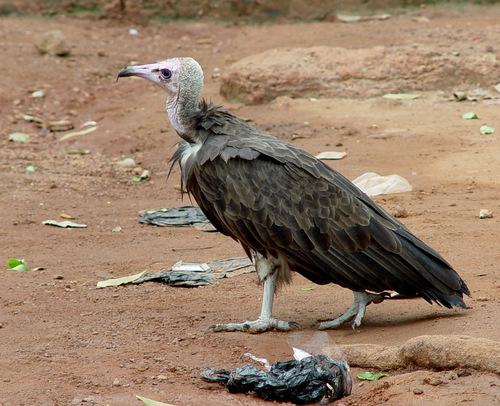 Hooded Vulture