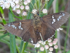 Apyrrothrix araxes