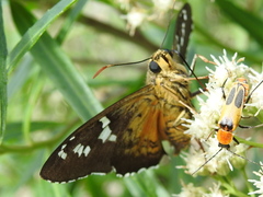 Apyrrothrix araxes
