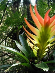 Vriesea erythrodactylon